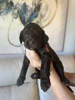 Slushy ( Hot Pink), a male Goldendoodle and Poodle - Standard  for sale in Seattle, WA – Photo 9 of 9