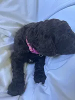 Slushy ( Hot Pink), a male Goldendoodle and Poodle - Standard  for sale in Seattle, WA – Photo 5 of 9