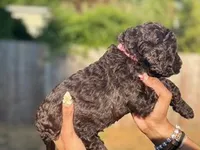 Slushy ( Hot Pink), a male Goldendoodle and Poodle - Standard  for sale in Seattle, WA – Photo 2 of 9