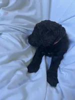 Slushy ( Hot Pink), a male Goldendoodle and Poodle - Standard  for sale in Seattle, WA – Photo 8 of 9