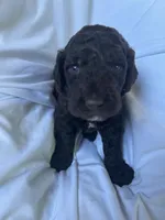 Slushy ( Hot Pink), a male Goldendoodle and Poodle - Standard  for sale in Seattle, WA – Photo 6 of 9