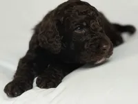 Slushy ( Hot Pink), a male Goldendoodle and Poodle - Standard  for sale in Seattle, WA – Photo 3 of 9