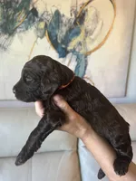 Slushy ( Hot Pink), a male Goldendoodle and Poodle - Standard  for sale in Seattle, WA – Photo 4 of 9