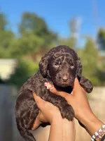 Ketchup ( Orange), a female Goldendoodle and Poodle - Standard  for sale in Seattle, WA – Photo 1 of 7