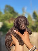 Ketchup ( Orange), a female Goldendoodle and Poodle - Standard  for sale in Seattle, WA – Photo 7 of 7