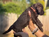 Ketchup ( Orange), a female Goldendoodle and Poodle - Standard  for sale in Seattle, WA – Photo 2 of 7