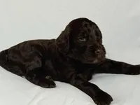 Ketchup ( Orange), a female Goldendoodle and Poodle - Standard  for sale in Seattle, WA – Photo 6 of 7