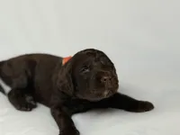 Ketchup ( Orange), a female Goldendoodle and Poodle - Standard  for sale in Seattle, WA – Photo 4 of 7
