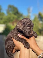 Ketchup ( Orange), a female Goldendoodle and Poodle - Standard  for sale in Seattle, WA – Photo 5 of 7
