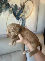 Sailor( Royal blue), a female Goldendoodle and Poodle - Standard  for sale in Seattle, WA – Photo 9 of 9