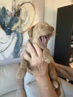 Sailor( Royal blue), a female Goldendoodle and Poodle - Standard  for sale in Seattle, WA – Photo 6 of 9