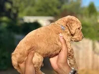 Sailor( Royal blue), a female Goldendoodle and Poodle - Standard  for sale in Seattle, WA – Photo 2 of 9