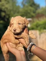 Sailor( Royal blue), a female Goldendoodle and Poodle - Standard  for sale in Seattle, WA – Photo 3 of 9