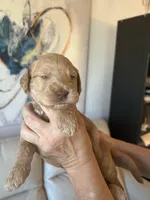 Sailor( Royal blue), a female Goldendoodle and Poodle - Standard  for sale in Seattle, WA – Photo 8 of 9
