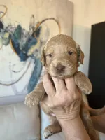 Sailor( Royal blue), a female Goldendoodle and Poodle - Standard  for sale in Seattle, WA – Photo 4 of 9