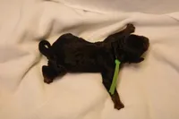 Macaroon - Green Collar, a female Goldendoodle for sale in Seattle, WA – Photo 2 of 3