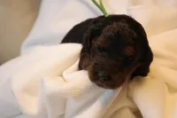 Macaroon - Green Collar, a female Goldendoodle for sale in Seattle, WA – Photo 7 of 8