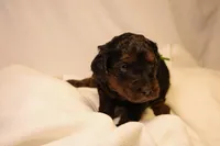Macaroon - Green Collar, a female Goldendoodle for sale in Seattle, WA – Photo 2 of 8