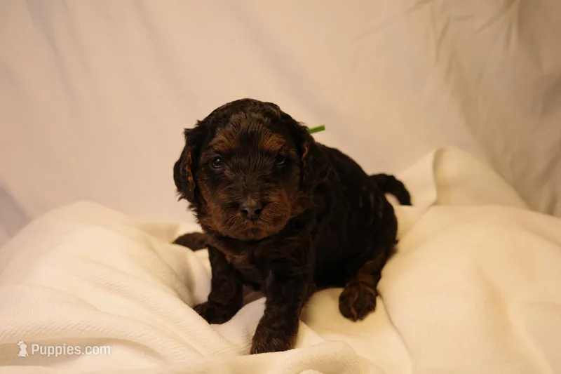 Macaroon - Green Collar – Goldendoodle puppy for sale in Seattle, WA