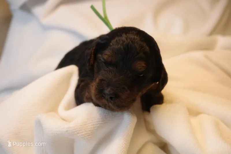 Macaroon - Green Collar – Goldendoodle puppy for sale in Seattle, WA