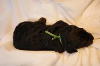 Macaroon - Green Collar, a female Goldendoodle for sale in Seattle, WA – Photo 8 of 8