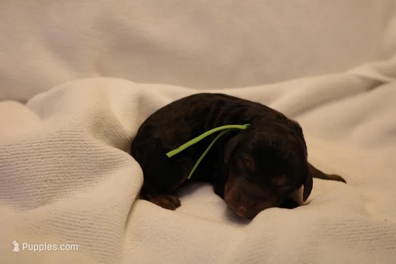 Macaroon - Green Collar – Goldendoodle puppy for sale in Seattle, WA