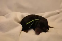 Macaroon - Green Collar, a female Goldendoodle for sale in Seattle, WA – Photo 1 of 3