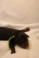 Macaroon - Green Collar, a female Goldendoodle for sale in Seattle, WA – Photo 3 of 3