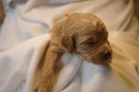Churro - Orange Collar, a male Goldendoodle for sale in Seattle, WA – Photo 3 of 7