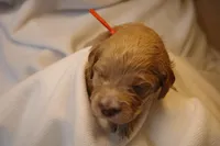 Churro - Orange Collar, a male Goldendoodle for sale in Seattle, WA – Photo 5 of 7