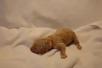 Churro - Orange Collar, a male Goldendoodle for sale in Seattle, WA – Photo 2 of 3