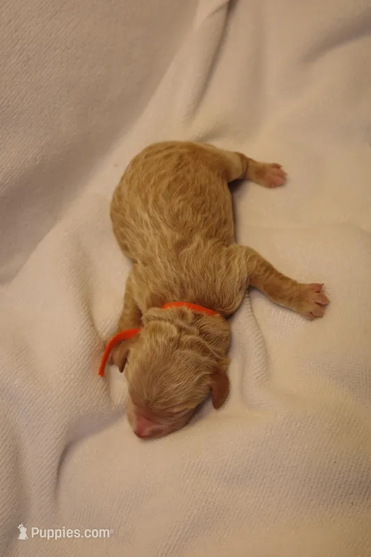 Churro - Orange Collar – Goldendoodle puppy for sale in Seattle, WA