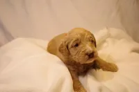 Churro - Orange Collar, a male Goldendoodle for sale in Seattle, WA – Photo 2 of 7