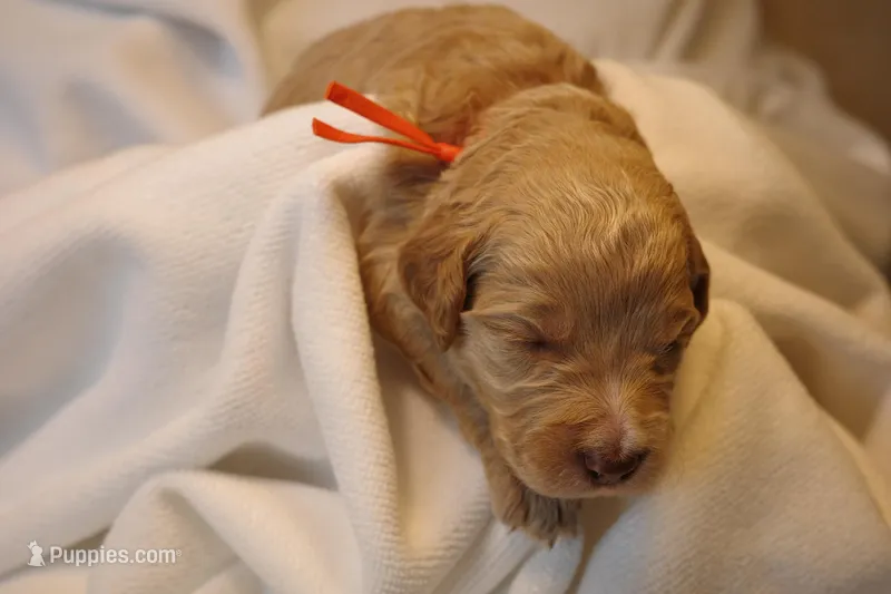 Churro - Orange Collar – Goldendoodle puppy for sale in Seattle, WA