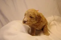 Churro - Orange Collar, a male Goldendoodle for sale in Seattle, WA – Photo 4 of 7