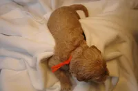 Churro - Orange Collar, a male Goldendoodle for sale in Seattle, WA – Photo 6 of 7