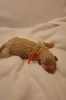 Churro - Orange Collar, a male Goldendoodle for sale in Seattle, WA – Photo 3 of 3