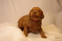 Cannoli - Pink Collar, a female Goldendoodle for sale in Seattle, WA – Photo 2 of 8