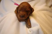 Cannoli - Pink Collar, a female Goldendoodle for sale in Seattle, WA – Photo 7 of 8