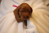 Cannoli - Pink Collar, a female Goldendoodle for sale in Seattle, WA – Photo 3 of 8