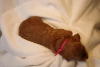 Cannoli - Pink Collar, a female Goldendoodle for sale in Seattle, WA – Photo 8 of 8