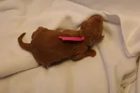 Cannoli - Pink Collar, a female Goldendoodle for sale in Seattle, WA – Photo 3 of 3