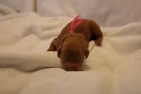 Cannoli - Pink Collar, a female Goldendoodle for sale in Seattle, WA – Photo 2 of 3