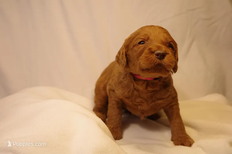 Cannoli - Pink Collar – Goldendoodle puppy for sale in Seattle, WA