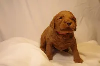 Cannoli - Pink Collar, a female Goldendoodle for sale in Seattle, WA – Photo 1 of 8
