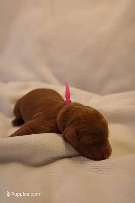 Cannoli - Pink Collar – Goldendoodle puppy for sale in Seattle, WA