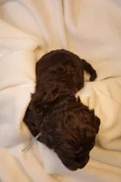 Cupcake - Pale Blue Collar, a female Goldendoodle for sale in Seattle, WA – Photo 8 of 8