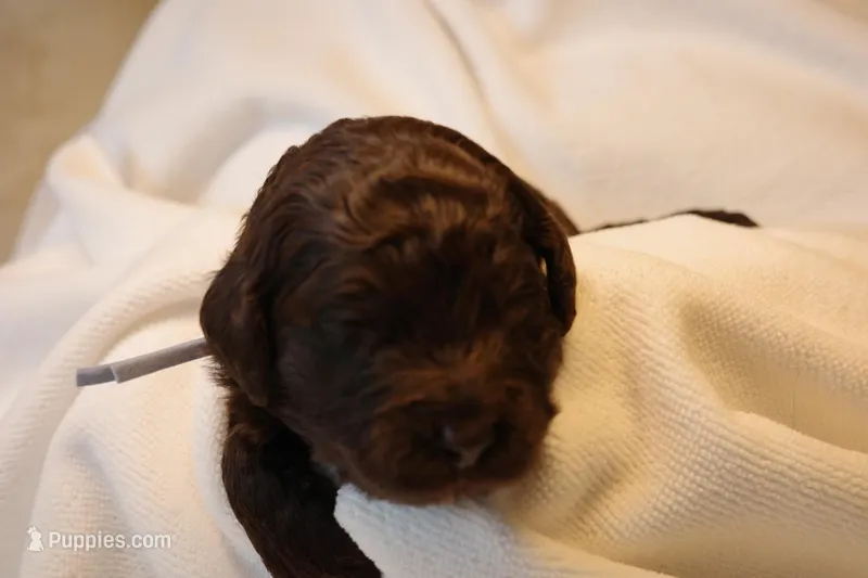 Cupcake - Pale Blue Collar – Goldendoodle puppy for sale in Seattle, WA