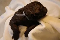 Cupcake - Pale Blue Collar, a female Goldendoodle for sale in Seattle, WA – Photo 7 of 8