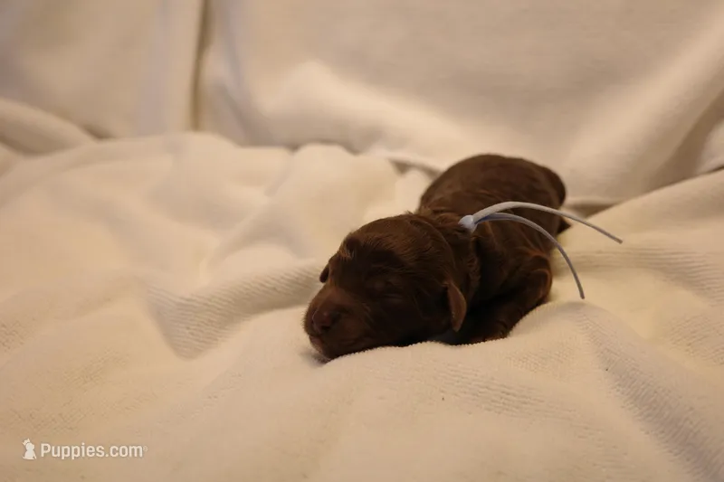 Cupcake - Pale Blue Collar – Goldendoodle puppy for sale in Seattle, WA